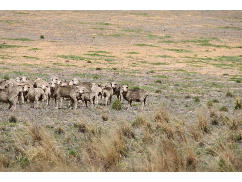 LS56 TORI HILLS Road, Sandalwood SA 5309