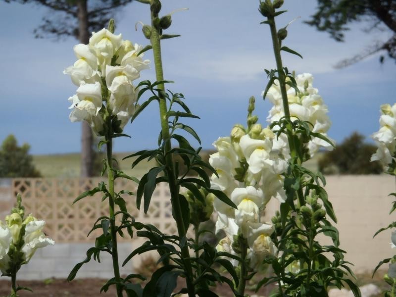 167 BEULAH PARK Road, Meningie SA 5264