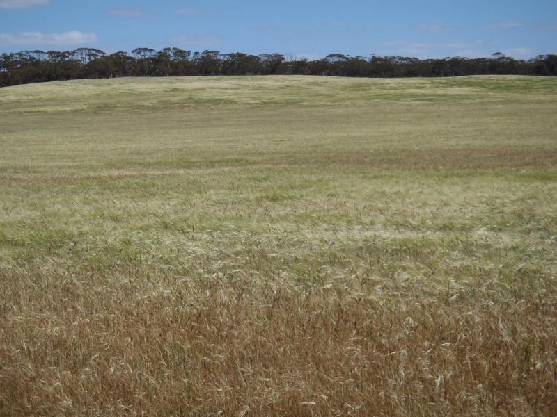 1160 Garrick Bore Road, Borrika SA 5309