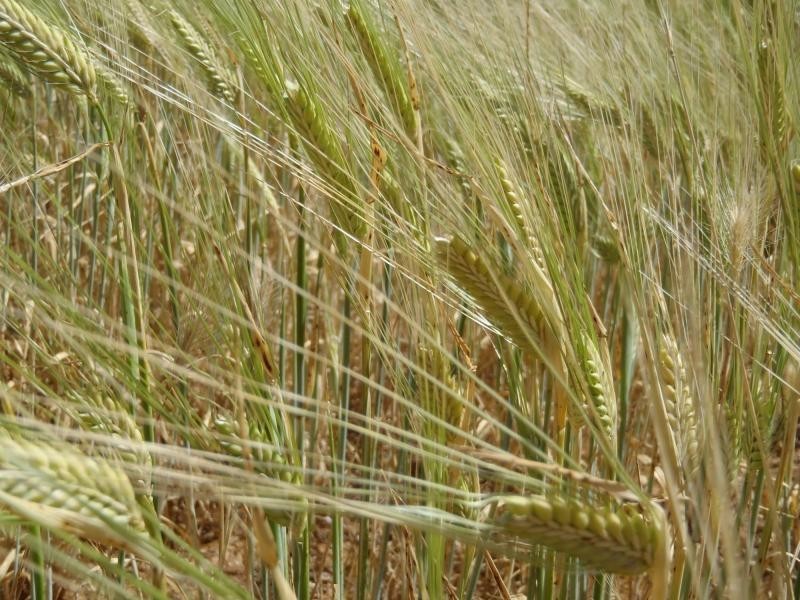 1160 Garrick Bore Road, Borrika SA 5309