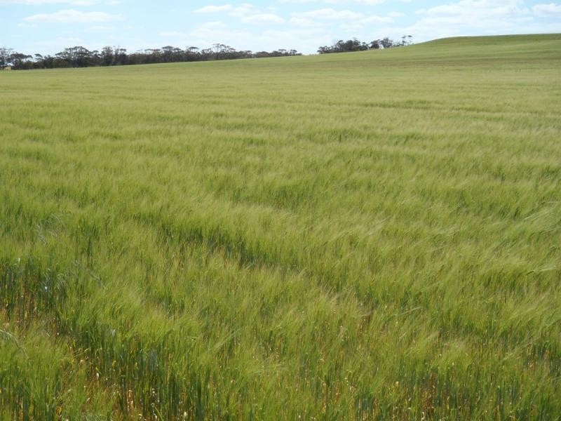 1160 Garrick Bore Road, Borrika SA 5309