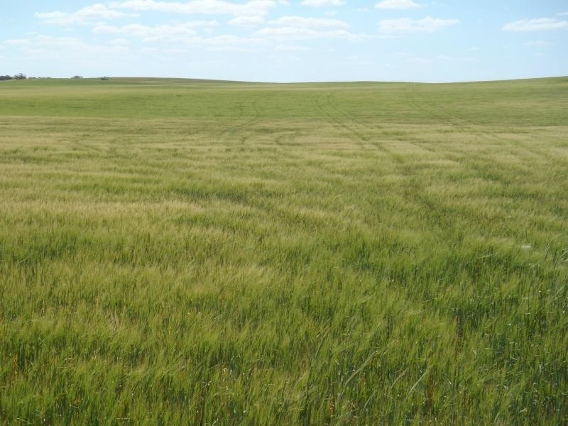 1160 Garrick Bore Road, Borrika SA 5309