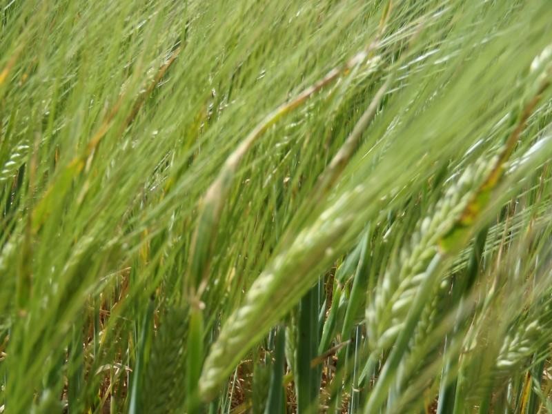 1160 Garrick Bore Road, Borrika SA 5309