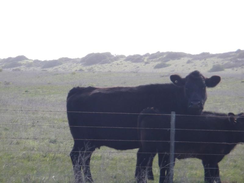 L423 Princes Highway, Kingston Se SA 5275