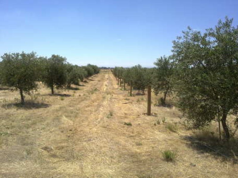 Lot 24 Germantown Road, Lewiston SA 5501