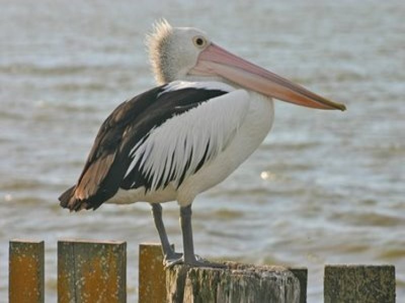 1 Narrung Stud Road, Meningie SA 5264