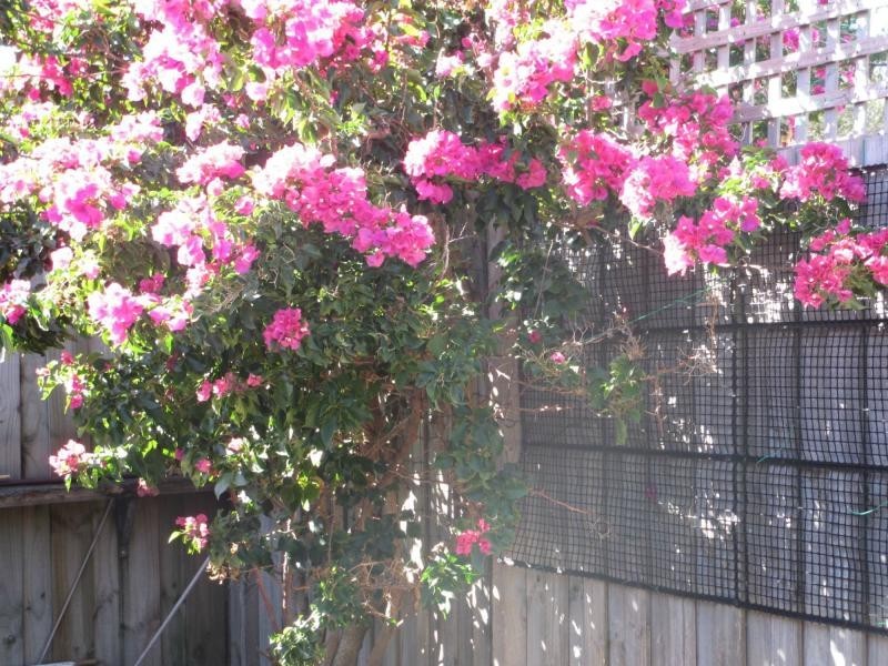 Unit 6/13 Fowler Street, Chelsea VIC 3196