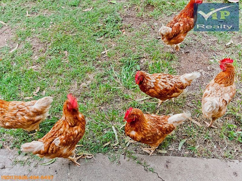 34 Manskie Street, Tinana QLD 4650