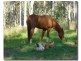 165 Van Hensbroek Road, Bauple QLD 4650
