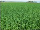 Laidley North QLD 4341