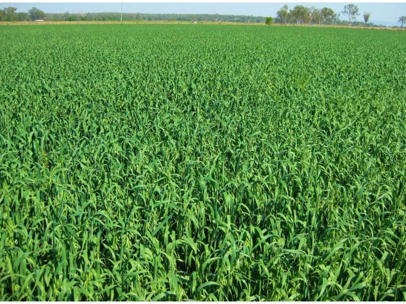 Laidley North QLD 4341