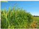 Laidley North QLD 4341