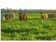 Laidley North QLD 4341