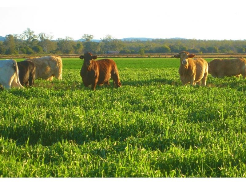 Laidley North QLD 4341
