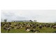 137 Clarendon Station Road, Clarendon QLD 4311