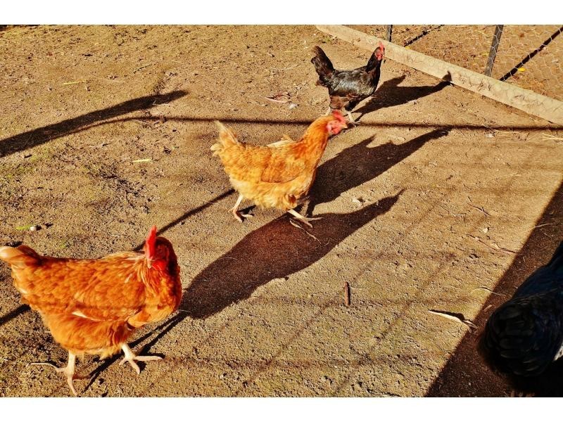 Laidley Heights QLD 4341