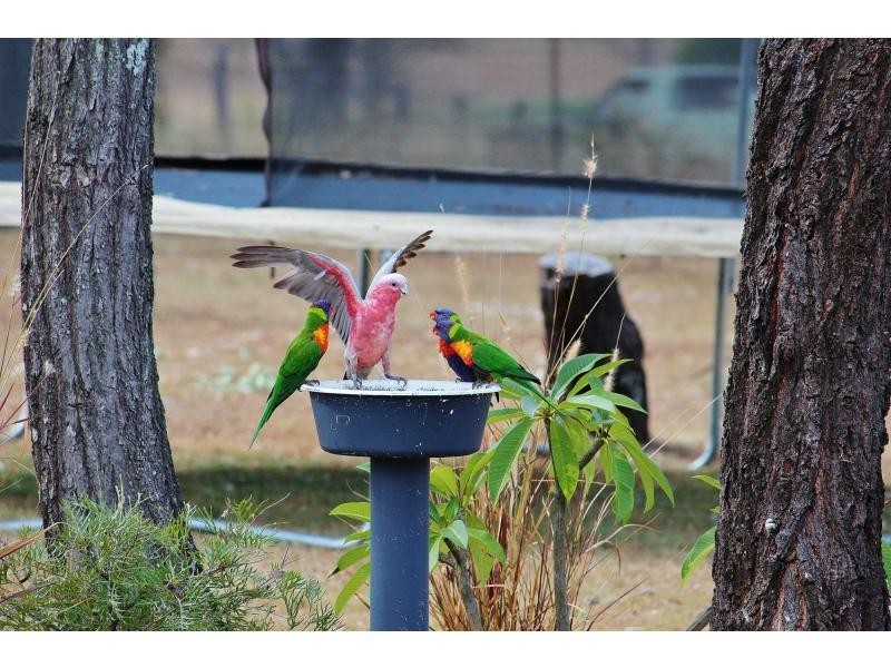 Laidley Heights QLD 4341