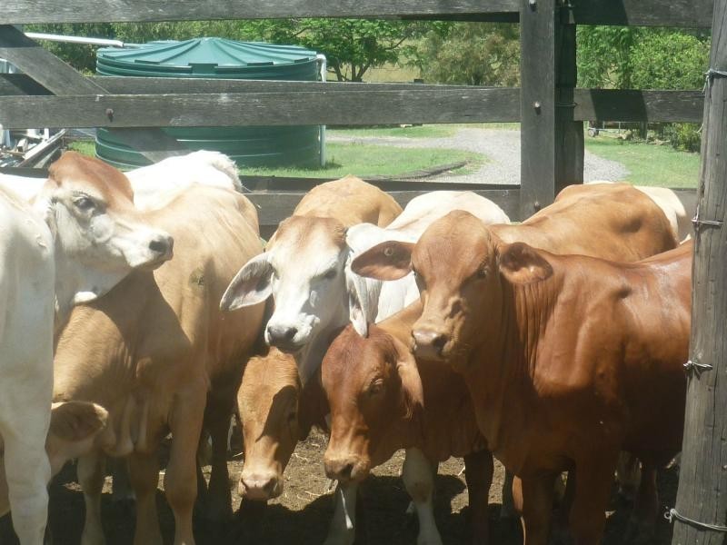 Laidley Creek West QLD 4341