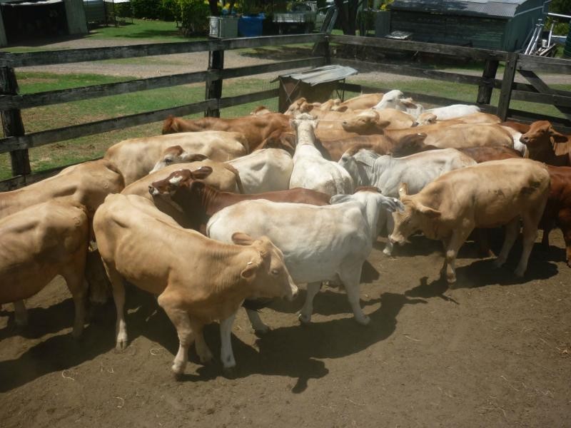 Laidley Creek West QLD 4341