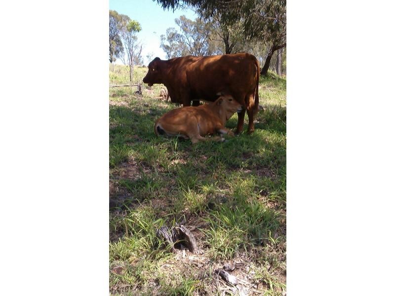 Laidley Creek West QLD 4341
