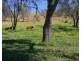 21 SCHADWELL Road, Blenheim QLD 4341