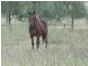 Forest Hill QLD 4342
