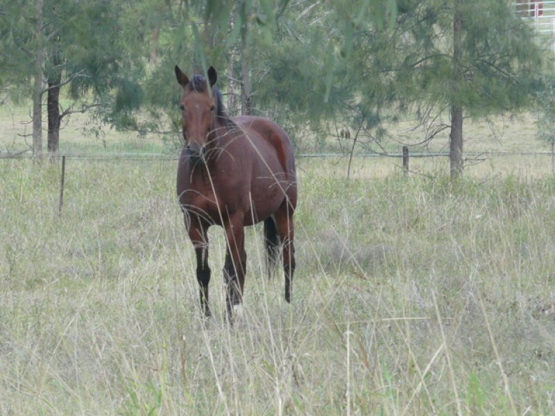 Forest Hill QLD 4342