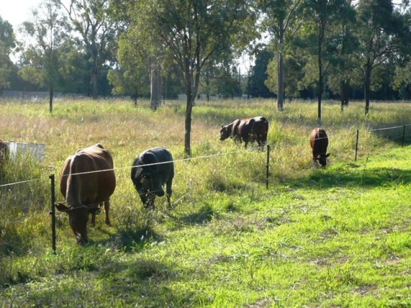 Forest Hill QLD 4342