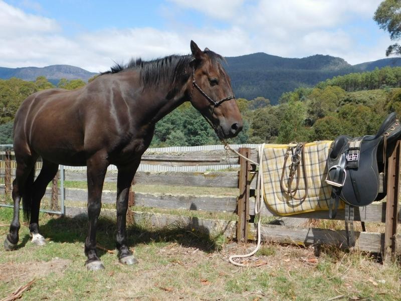 121 Boons Road, Blackwood Creek TAS 7301
