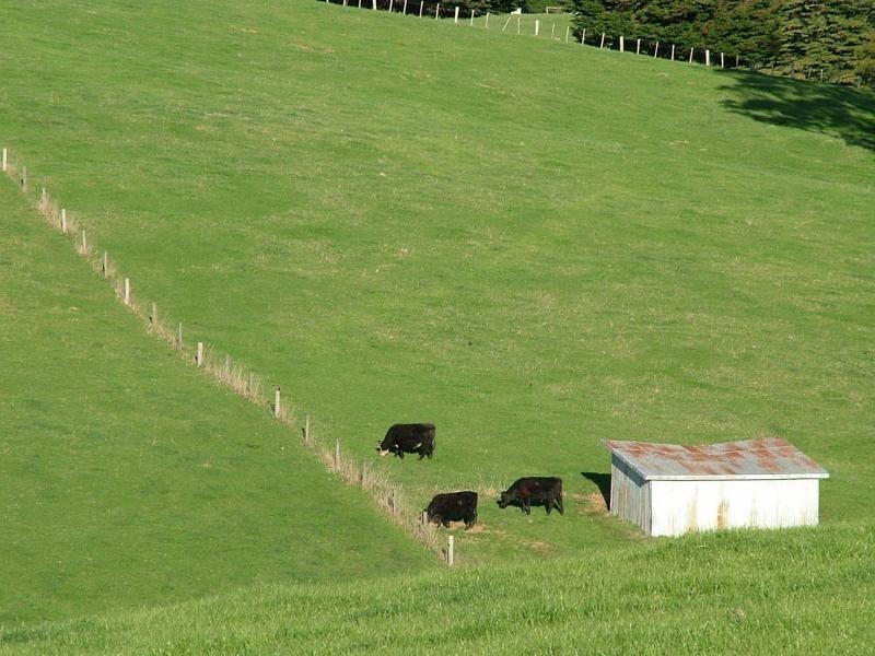 Karoola TAS 7267