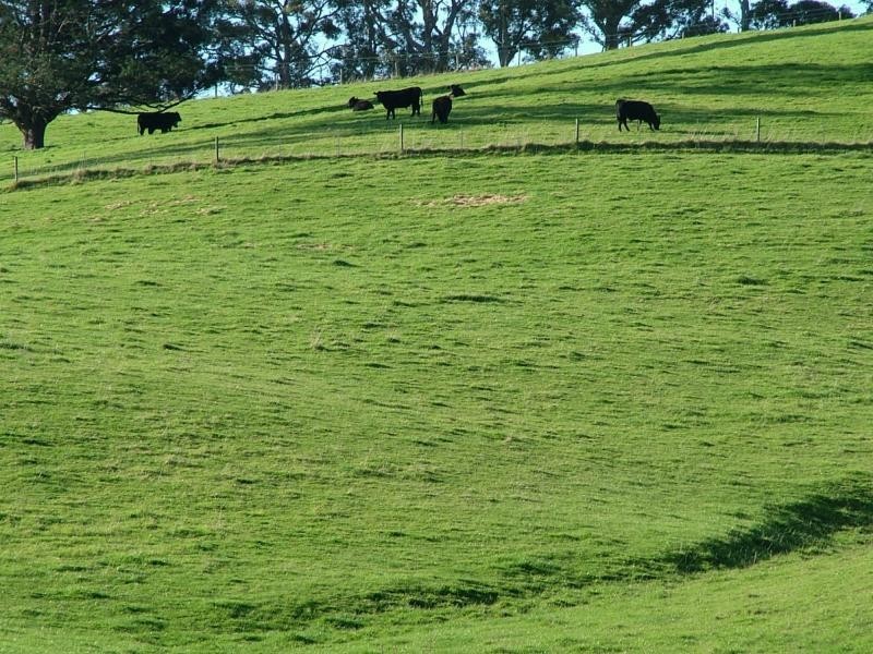 Karoola TAS 7267