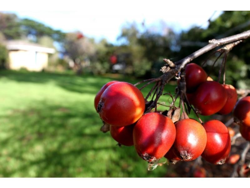 163 Elphinstone Road, Cressy TAS 7302