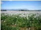 163 Elphinstone Road, Cressy TAS 7302