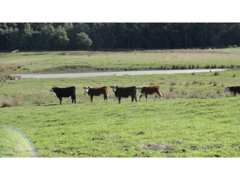 1123 Liffey Road, Liffey TAS 7301