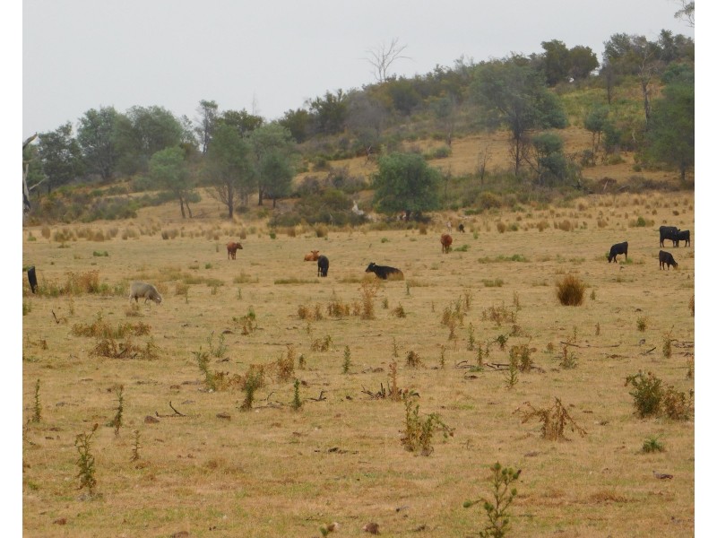 1422 Illawarra Rd, Carrick TAS 7291