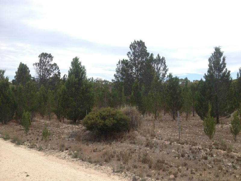 Lot 19 Ferries McDonald Rd, Monarto South SA 5254