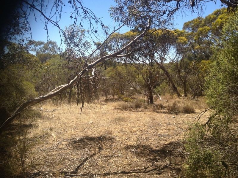 LOT 305 Mallee Highway, Peake SA 5301