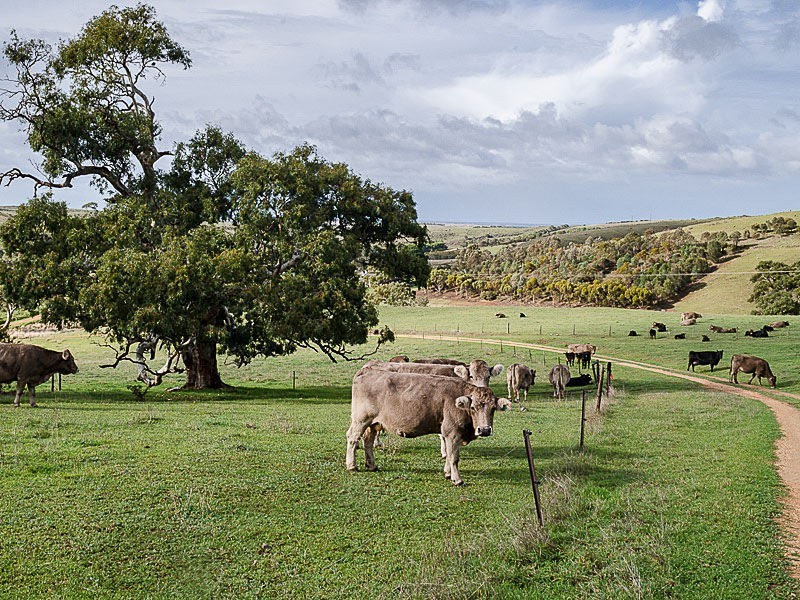 359 Scrubby Hill Road , (South Of Mt. Barker), Highland Valley SA 5255