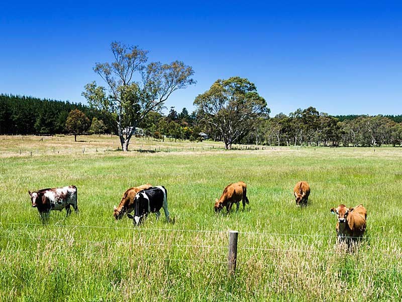 428 Brookman Road, Meadows SA 5201