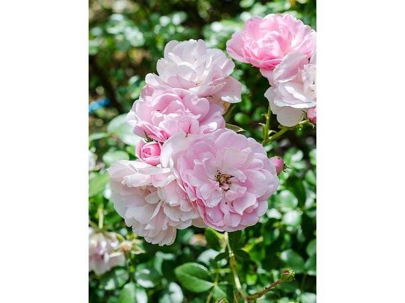 36 Osborne Road, Ashton SA 5137