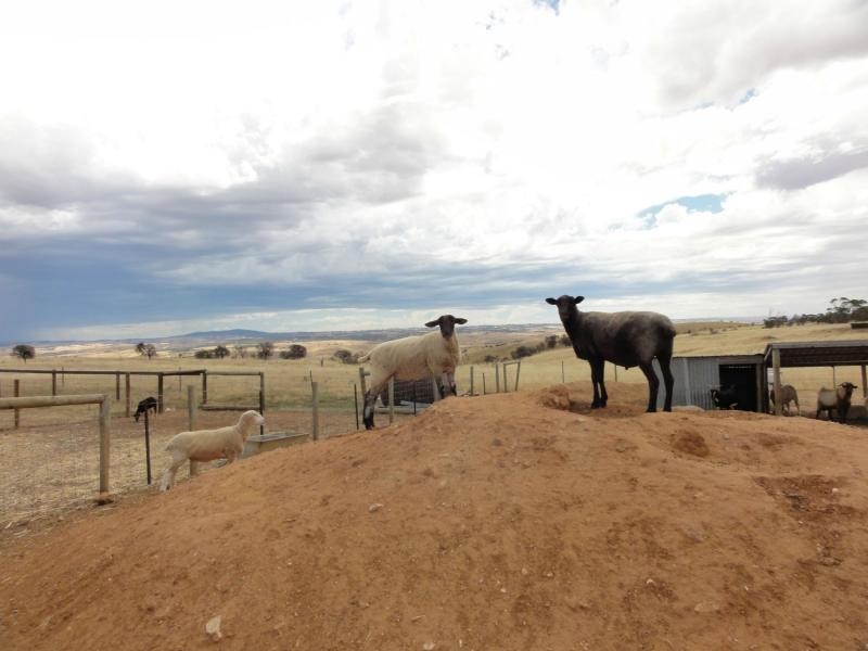 47 Highland Road, Callington SA 5254