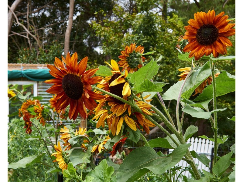 15 Keroma Dr, Aldgate SA 5154