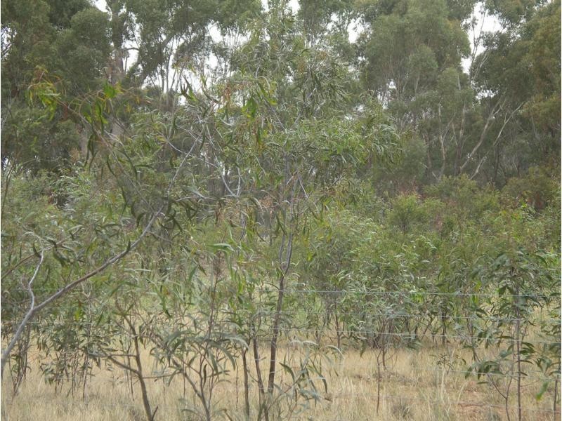 5 Blandfords Road, Neilborough VIC 3570