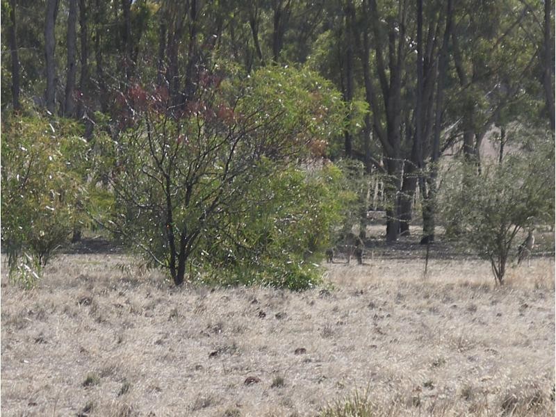 650 Inglewood Tarnagulla Road, Inglewood VIC 3517