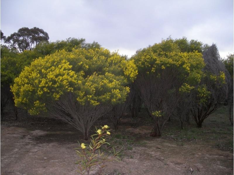 L1 and 2 Fiery Flat/Wedderburn Junction, Glenalbyn VIC 3517