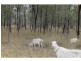 Deuchar QLD 4362