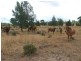 L1 Luna Road, Oman Ama QLD 4352