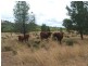 L1 Luna Road, Oman Ama QLD 4352