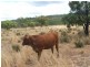 L1 Luna Road, Oman Ama QLD 4352
