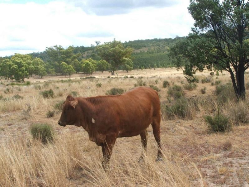 L1 Luna Road, Oman Ama QLD 4352